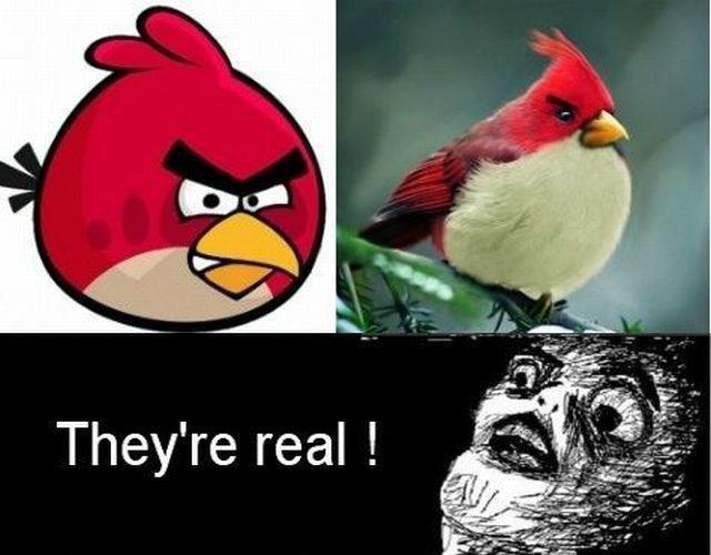 angry bird